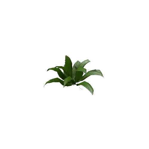 Tropical Plant 3 (Type 3)